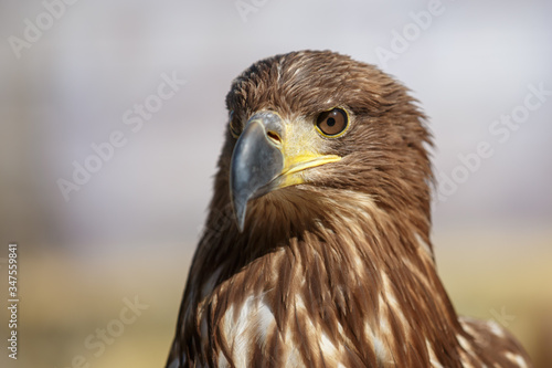 Portrait of brown head sea-eagle (haliaeetus leucogaster), close up of wild bird