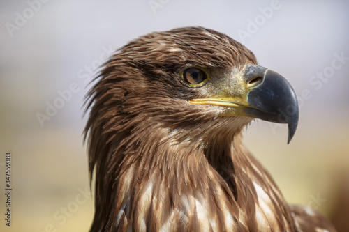 Portrait of brown head sea-eagle (haliaeetus leucogaster), close up of wild bird © Pavel Burchenko