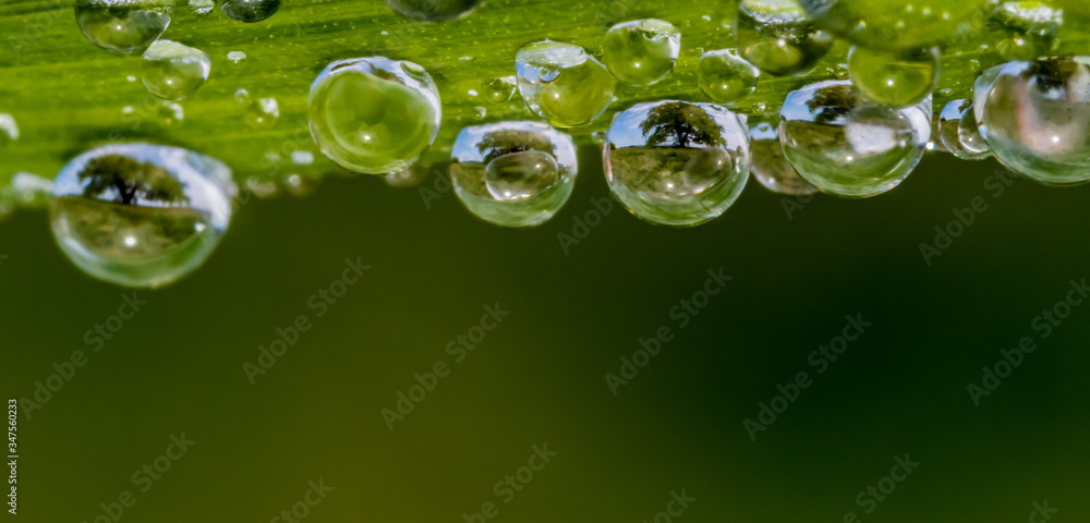 In Regentropfen spiegelt sich ein Baum
