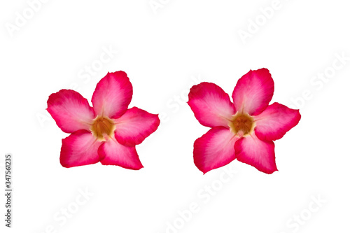 Red Adenium flower isolated on white background