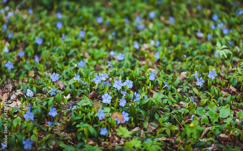 beautiful flowers in nature beautiful nature