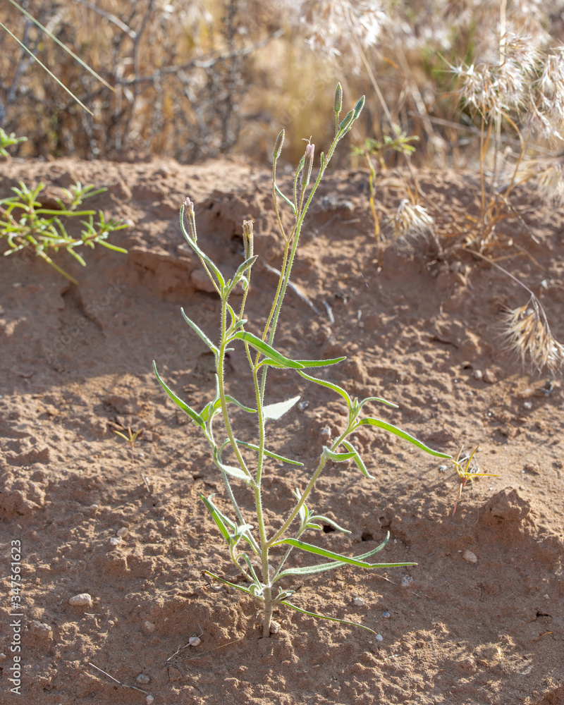 Desert Palafox (Palafoxia arida) is a small annual herb that grows in sandy soils around Southern Nevada. Desert Palafox (Palafoxia arida) is a small annual herb that grows in sandy soils around Southern Nevada.