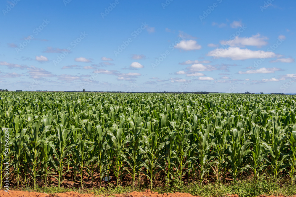 Plantação de milho