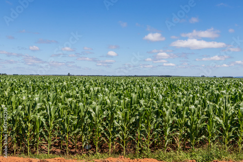 Plantação de milho