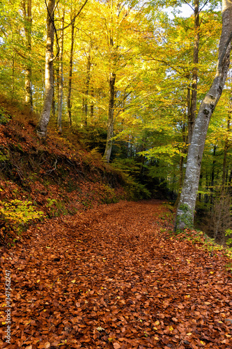 autumn in the forest