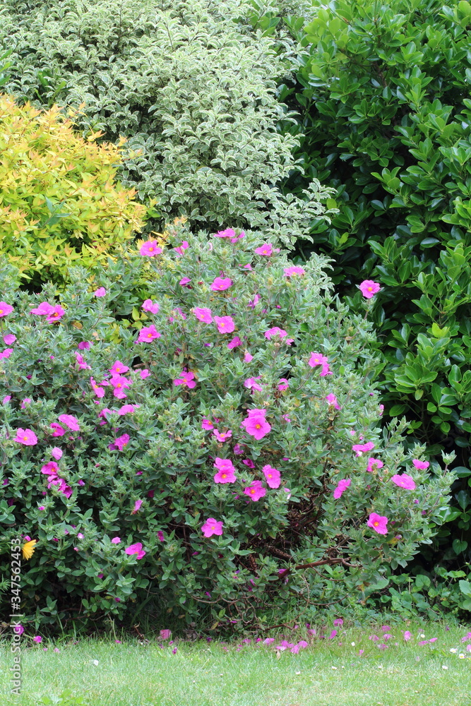 Cistus Crispus variety Sunset bush in the garden landscape. Cistus Crispus variety Sunset bush in the garden landscape.