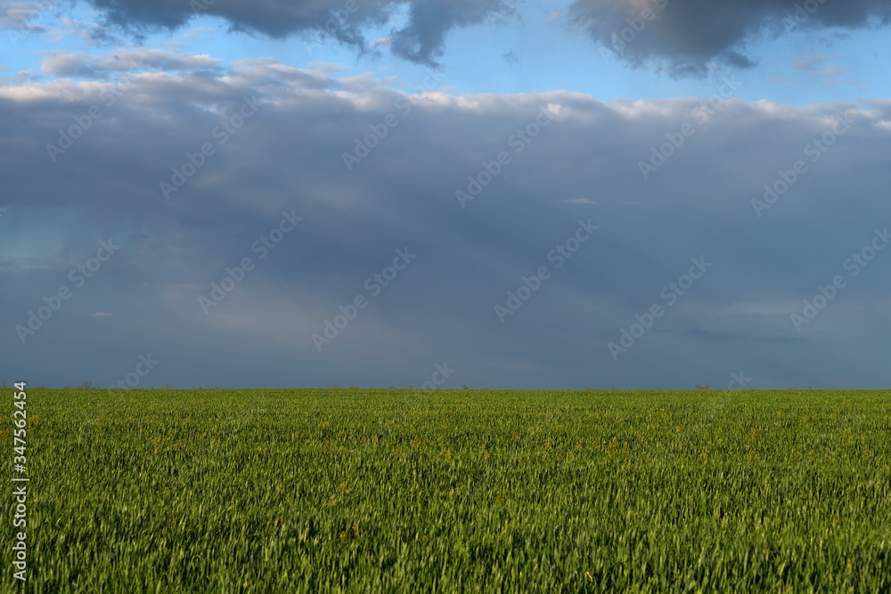 field, sky, grass, green, landscape, meadow, blue, nature, agriculture, summer, cloud, spring, clouds, rural, horizon, wheat, land, sun, farm, countryside, lawn, beautiful, plant, sunlight, sunny