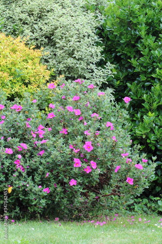 Cistus Crispus variety Sunset bush in the garden landscape.