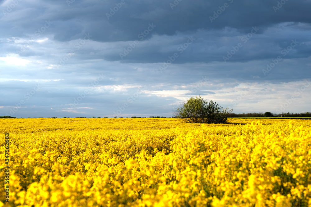 field, sky, landscape, yellow, agriculture, nature, flower, blue, canola, rapeseed, spring, summer, meadow, clouds, farm, rural, plant, flowers, cloud, oil, crop, countryside, green, horizon, grass