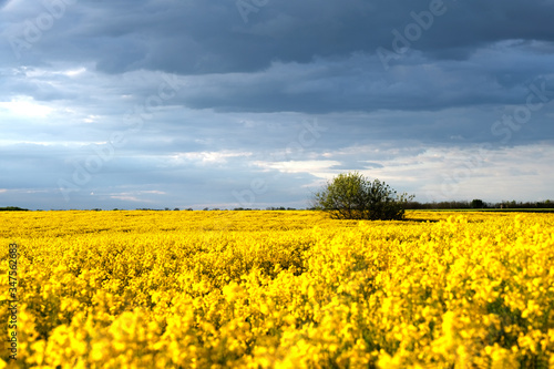 field, sky, landscape, yellow, agriculture, nature, flower, blue, canola, rapeseed, spring, summer, meadow, clouds, farm, rural, plant, flowers, cloud, oil, crop, countryside, green, horizon, grass