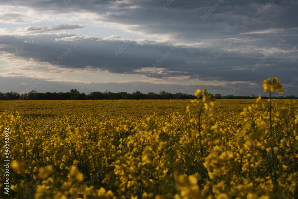 field, sky, landscape, yellow, nature, flower, agriculture, spring, flowers, farm, rapeseed, meadow, canola, rural, summer, blue, countryside, clouds, beautiful, sun, green, fields, blossom, plant