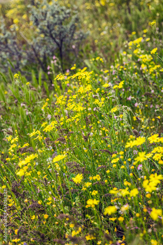 Obraz premium Beautiful field with small yellow flowers. Space for text. Postcard. Vertical.