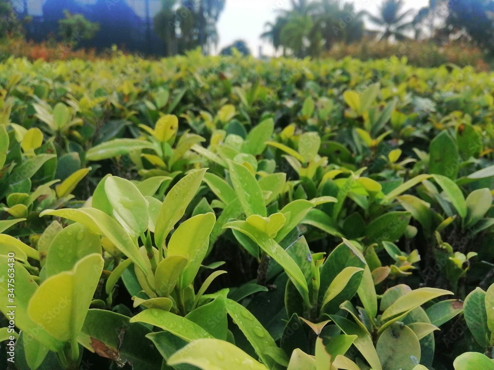 Obraz premium corn field in the summer