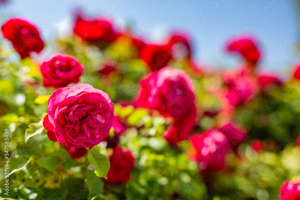 Red rose flower blooming in roses garden on background blurred red roses flowers. Love and romance nature closeup background Red rose flower blooming in roses garden on background blurred red roses flowers. Love and romance nature closeup background