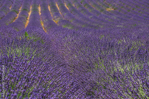 Lavender flower blooming scented fields in endless rows. Valensole plateau, Provence, France, Europe. Amazing travel landscape, nature phenomenon. Artistic natural view, symmetry countryside nature