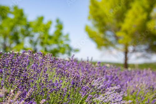 Beautiful lavender garden or park with blurred trees and blue sky. Idyllic seasonal nature view. Purple fresh lavenders as spring summer blooming floral closeup. Peaceful nature scenery  landscape