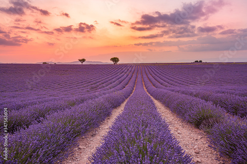 French lavender field at sunset. Wonderful nature scenery, spring summer landscape. Countryside view, famous travel destination, amazing nature. Inspirational sunset nature, lavender flower blooming