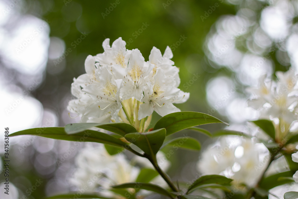 wite flower with bokeh wite flower with bokeh