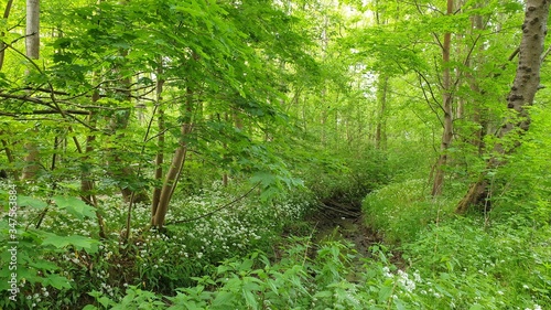 Wald mit Bachlauf 