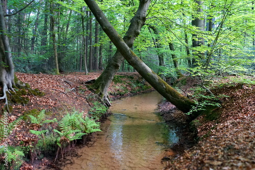 Landerbach im Holter Wald  bei Schlo   Holte-Stukenbrock  Kreis G  tersloh  Ostwestfalen-Lippe