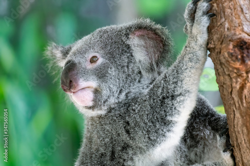Fototapeta Naklejka Na Ścianę i Meble -  Australischer Koala Bär in einem Eukalyptusbaum in Queensland