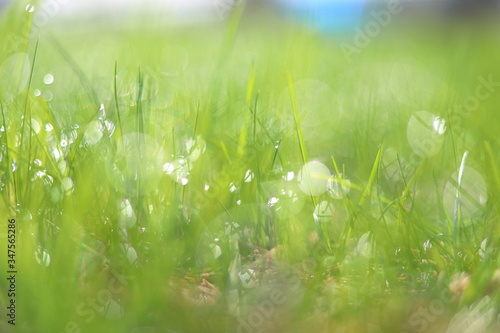 A drop of dew on the grass. Green grassy background with bokeh from dew. Eco friendly landscape