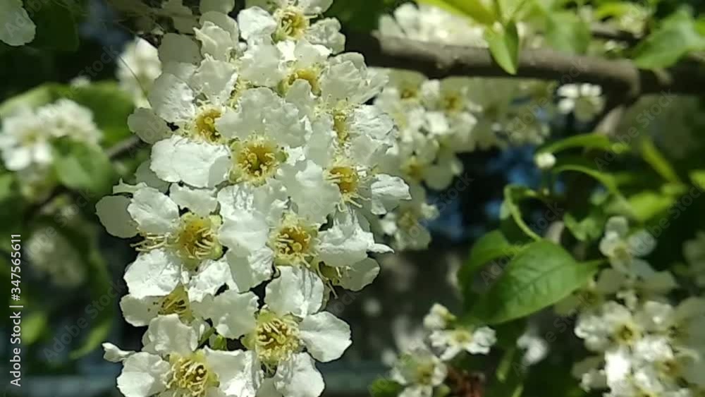 Branches of cherry branches fluttering in the wind. Greened and whitened from the rapid flowering spring park. Branches of cherry branches fluttering in the wind. Greened and whitened from the rapid flowering spring park.