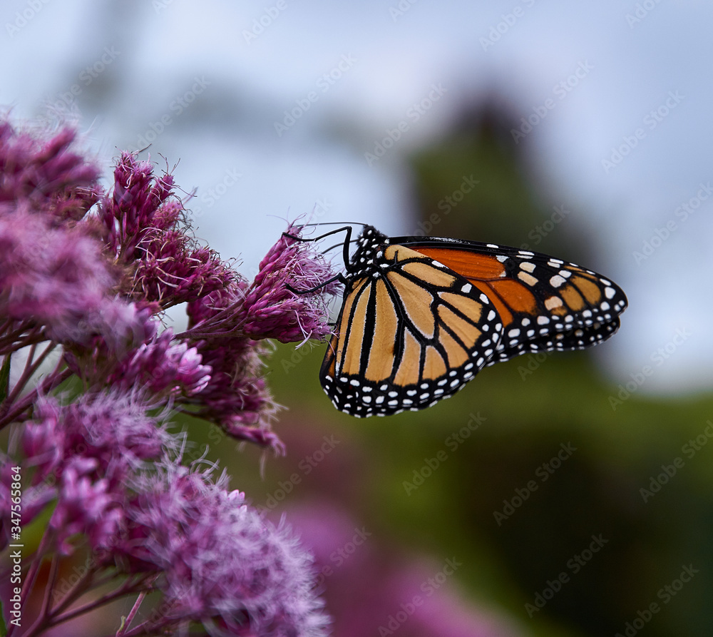 Obraz premium butterfly on flower