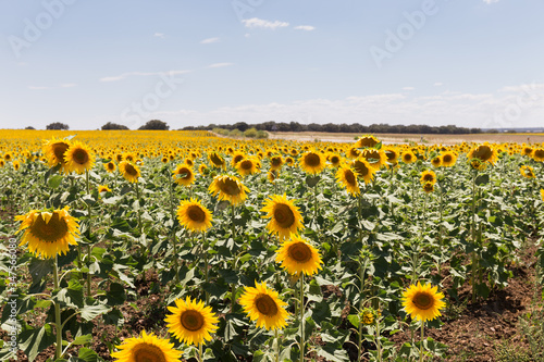 Field of sunflowers with sky background