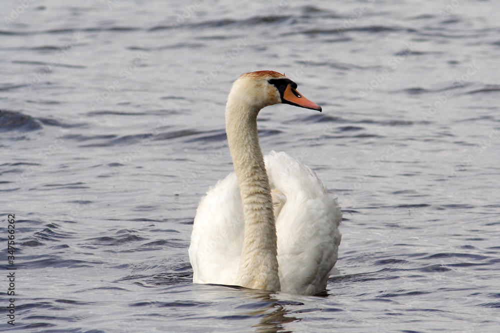 Fototapeta premium Mute swan on the lake