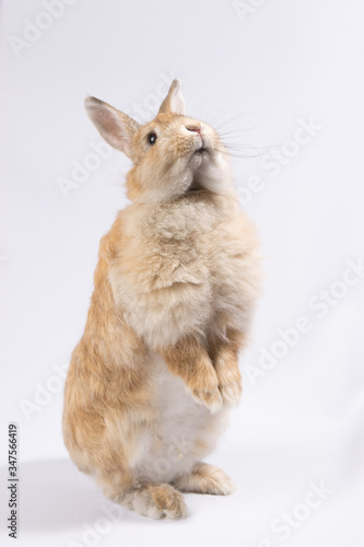 Red fluffy hare on a white background stands on its hind legs
