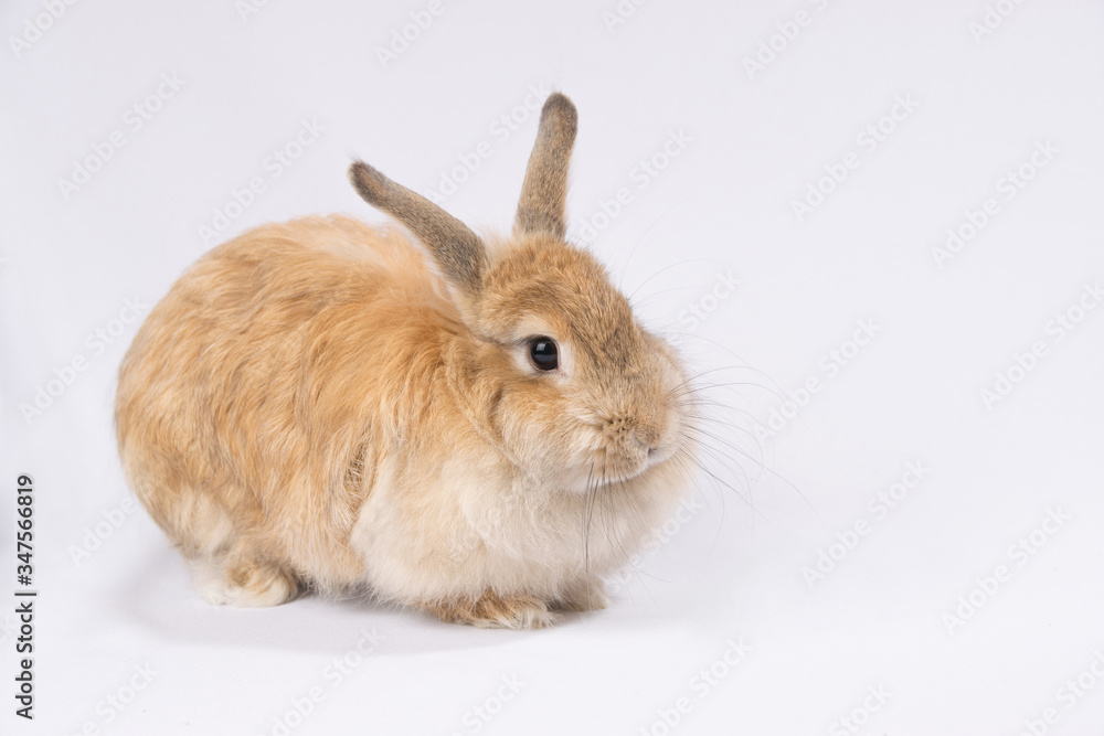 Fluffy red hare sitting on a white background Fluffy red hare sitting on a white background