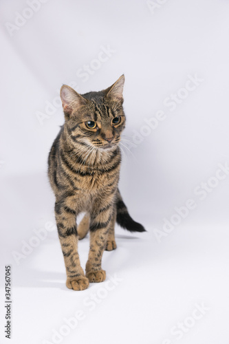 Tabby cat stands on a white background and looks away
