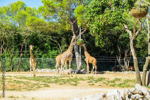 Endangered animlas at conservation zoo, Montpellier, France