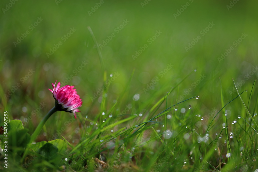 Beautiful floral landscape. Bright spring flowers Beautiful floral landscape. Bright spring flowers