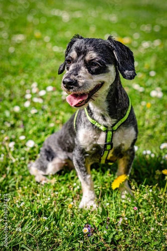 Portrait of a happy havanese dog sitting on green grass with yellow dandelions and white daisy flowers on a sunny spring day in a park. The dog has open mouth, sticking out a pink tongue.