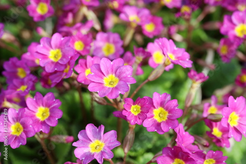 Beautiful floral landscape. Bright spring flowers