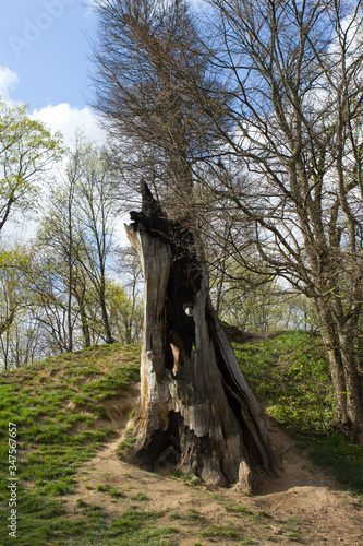 An old tree, withered, dead, broken and burned by lightning, a high stump stands among young, green trees in the park.