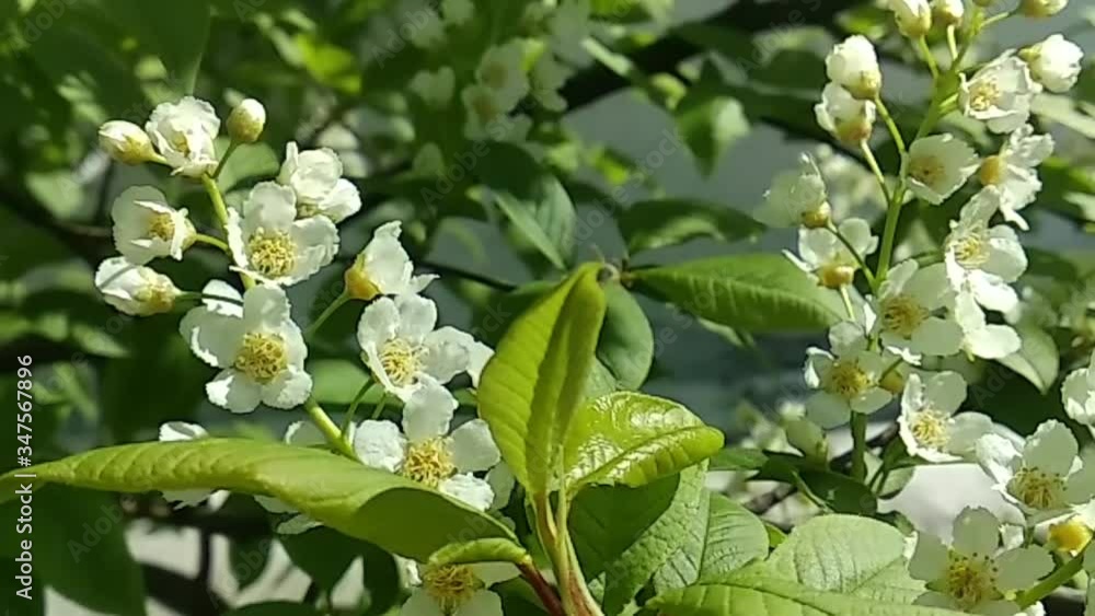 Branches of cherry branches fluttering in the wind. Greened and whitened from the rapid flowering spring park. Branches of cherry branches fluttering in the wind. Greened and whitened from the rapid flowering spring park.