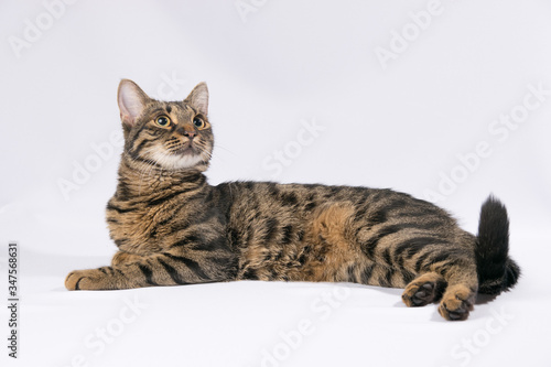 Tabby cat lies on a white background and looks up