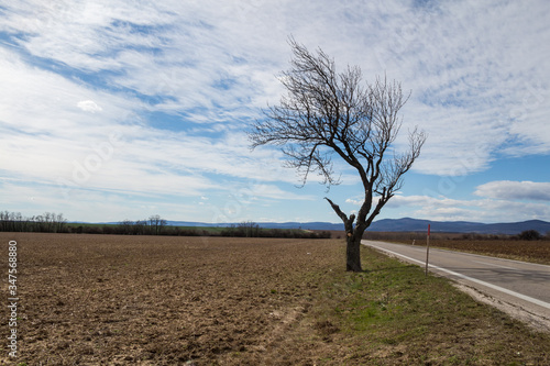 Field with a tree and a road, Slovakia