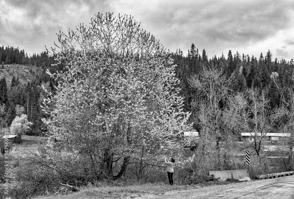 Woman taking picture of tree in black and white Woman taking picture of tree in black and white