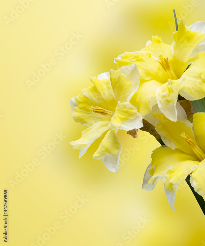 Beautiful flowers on a yellow background with copy space