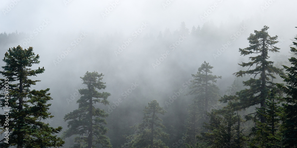 Fog covers the forest. Panoramic misty view from Larch Mountain in Oregon.