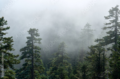 Fototapeta Naklejka Na Ścianę i Meble -  Misty forest view from Larch Mountain in Oregon.