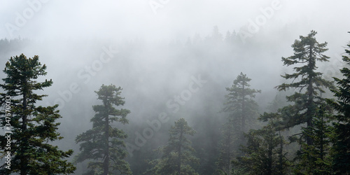 Fog covers the forest. Panoramic misty view from Larch Mountain in Oregon. © thecolorpixels