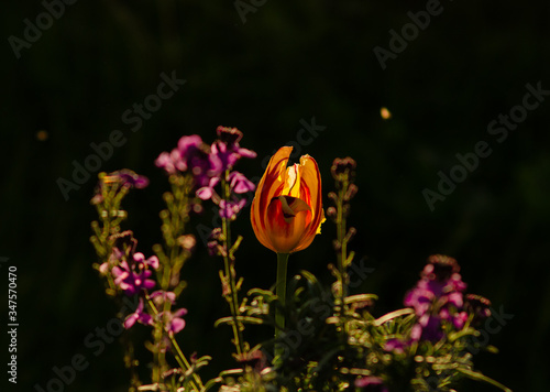 An illuminating tulip in the evening sun light.   © Jude