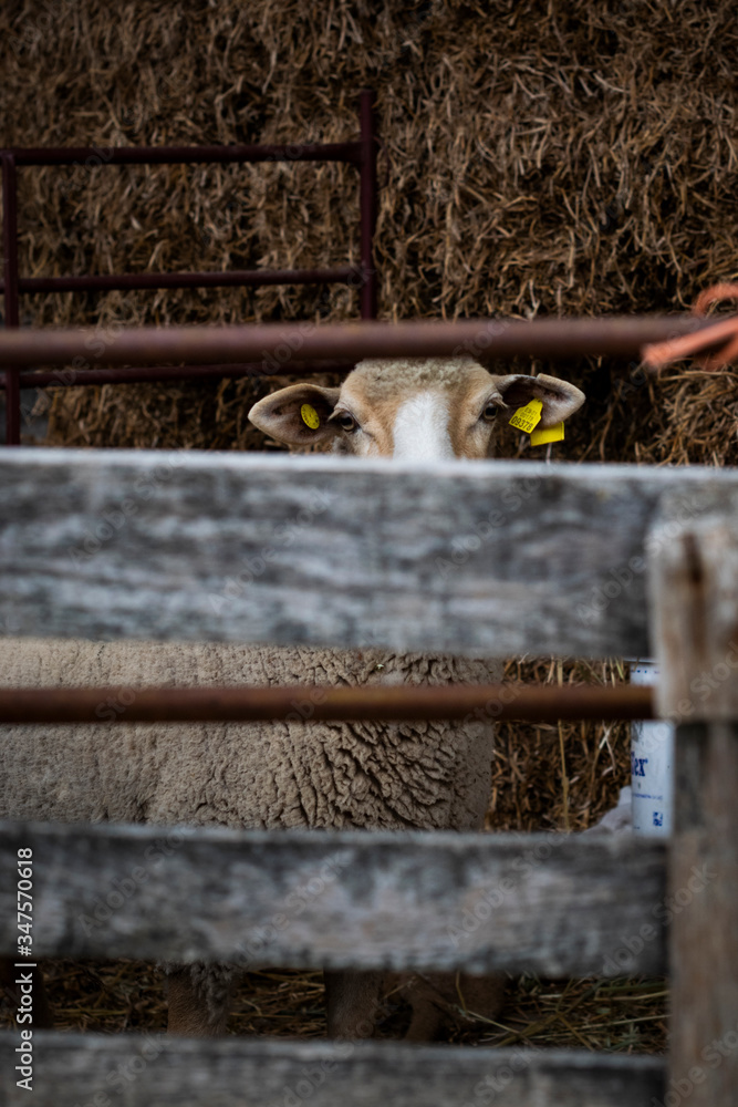 Obraz premium oveja detras de corral
