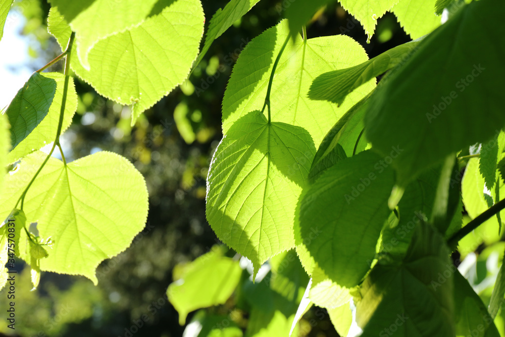 Leaves of Lime tree or Linden tree
(Tilia cordata) Leaves of Lime tree or Linden tree
(Tilia cordata)