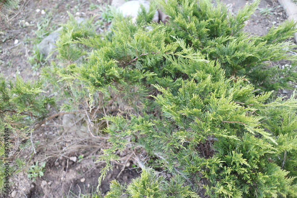 ornamental juniper in a spring village ornamental juniper in a spring village